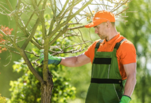 Professional Tree Care