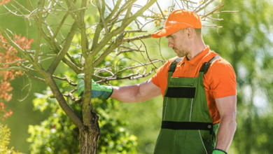 Professional Tree Care